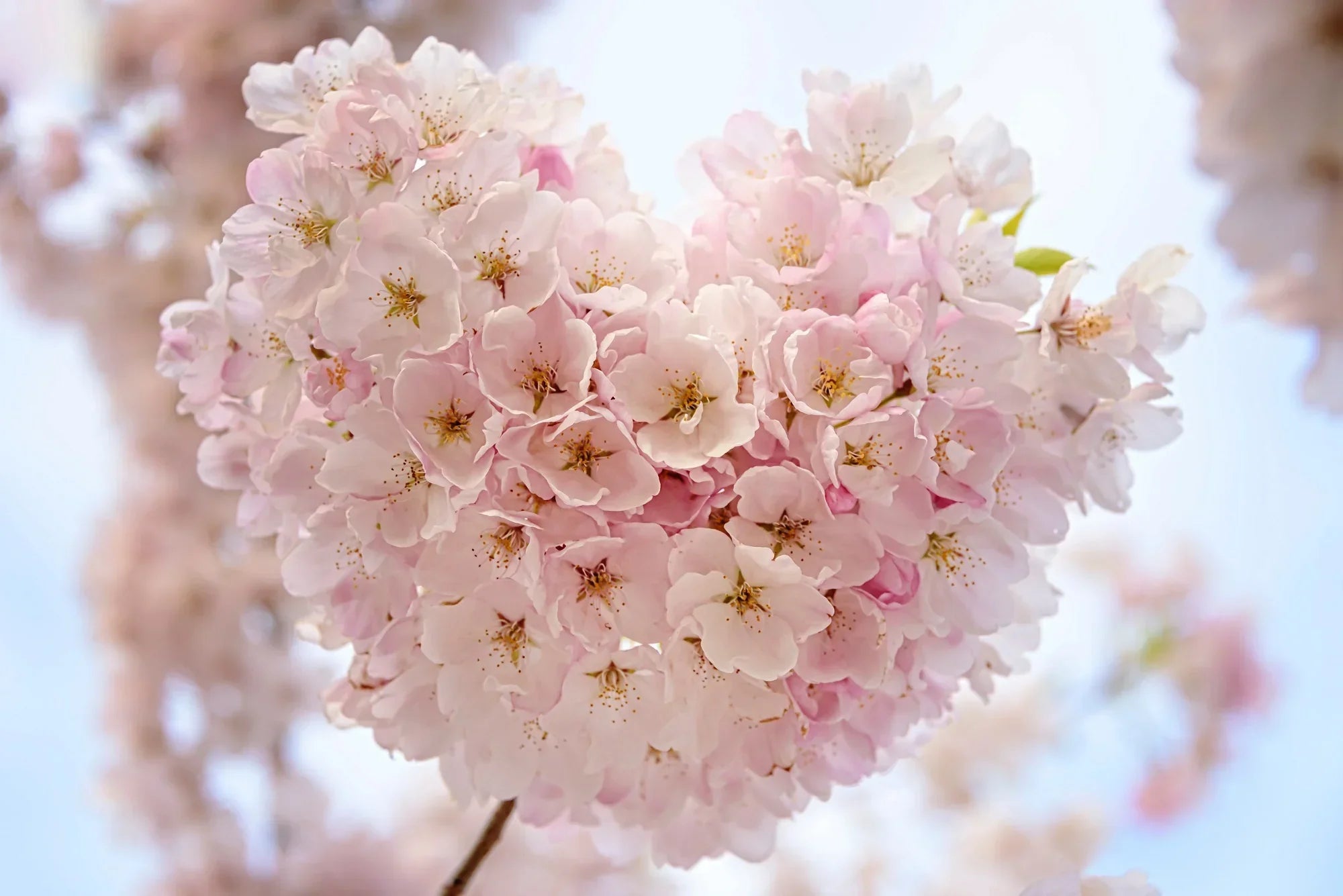 Your Mammogram Questions Answered: A Comprehensive FAQ for a Stress-Free Experience